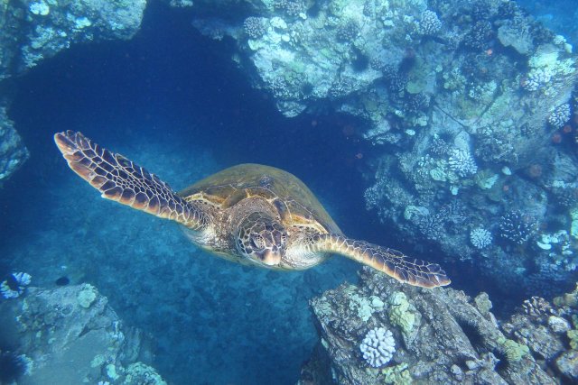 From Ma&#039;alaea: Turtle Town Snorkel Aboard the Quicksilver