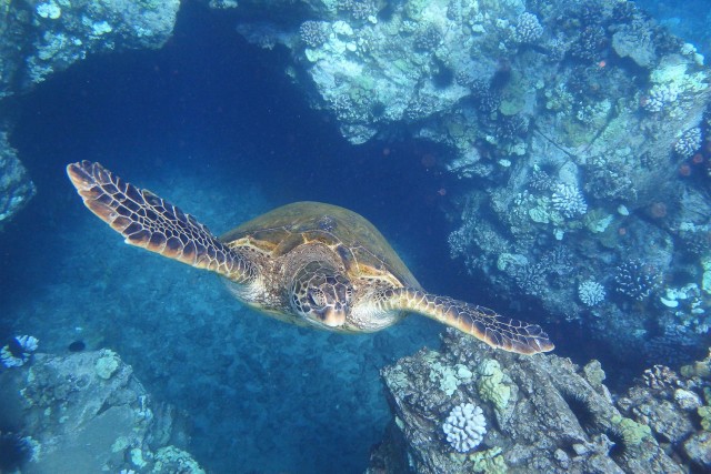 Visit From Ma'alaea: Turtle Town Snorkel Aboard the Quicksilver in Utila