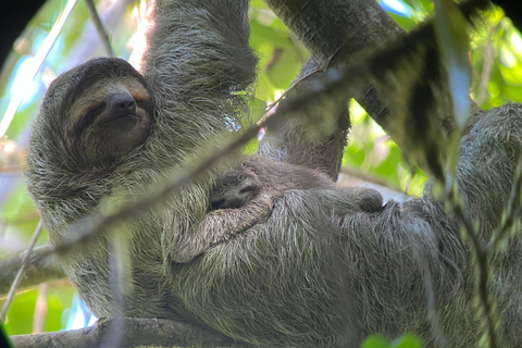 Corcovado nationalpark: Endagsutflykt från Puerto Jimenez!