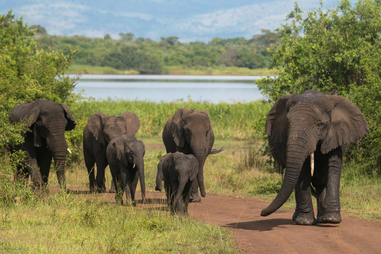 4-daagse luxe wildlife-avontuur in Rwanda4-daagse luxe safari in Rwanda