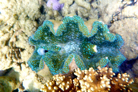 Port Douglas : Visite d&#039;une demi-journée à Outer Reef avec plongée en apnée