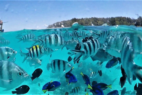 Zanzíbar : Excursión de medio día de snorkel en el atolón de Mnemba + delfinesExcursión de medio día de snorkel en el atolón de Mnemba + delfines