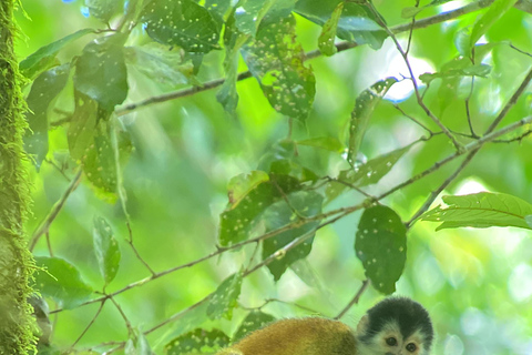 Corcovado nationalpark: Endagsutflykt från Puerto Jimenez!