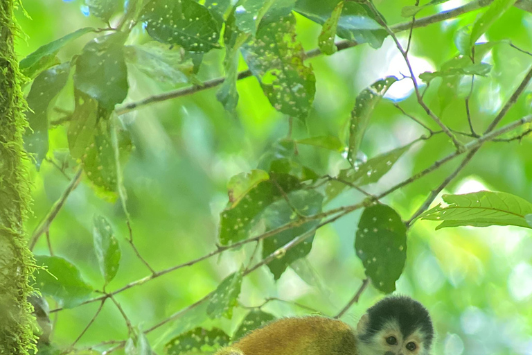 Corcovado nationalpark: Endagsutflykt från Puerto Jimenez!