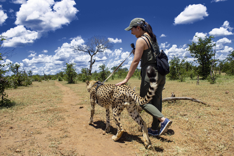 Walk with Cheetahs in Victoria Falls