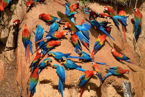 Puerto Maldonado: Collpa Chuncho 2-Day Jungle Tour