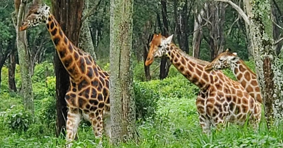 Giraffe Center And Karen Blixen Museum Day Tour Experience Getyourguide