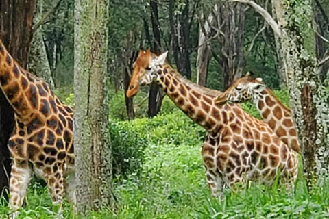 Giraffe Center, Elephant Orphanage And Bomas Of Kenya Visit