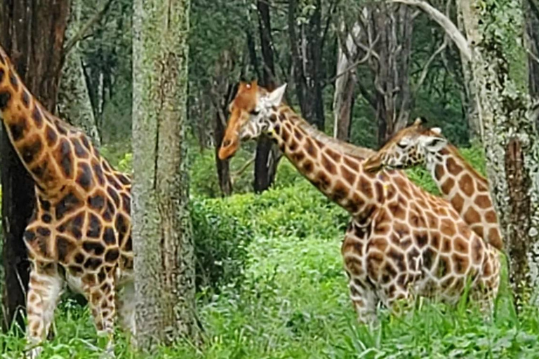 Giraffe Center, Elephant Orphanage And Bomas Of Kenya Visit