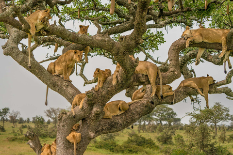 4 Tage Selous, Tarangire und Serengeti Wildtier-Safari.