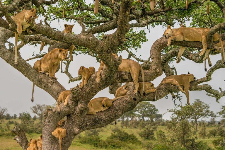 4 Tage Selous, Tarangire und Serengeti Wildtier-Safari.