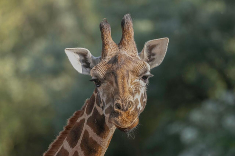 بروجليت تذكرة دخول حديقة حيوان بايري دايزاأيام الأسبوع