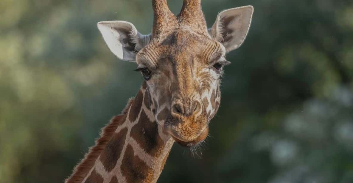 Afbeelding 16 van Brugelette: Pairi Daiza Zoo inclusief toegangsbewijs voor 'Edenya'