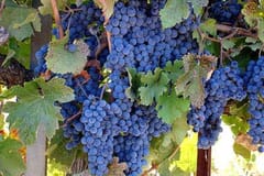 Sightseeing | Napa things to do in Napa