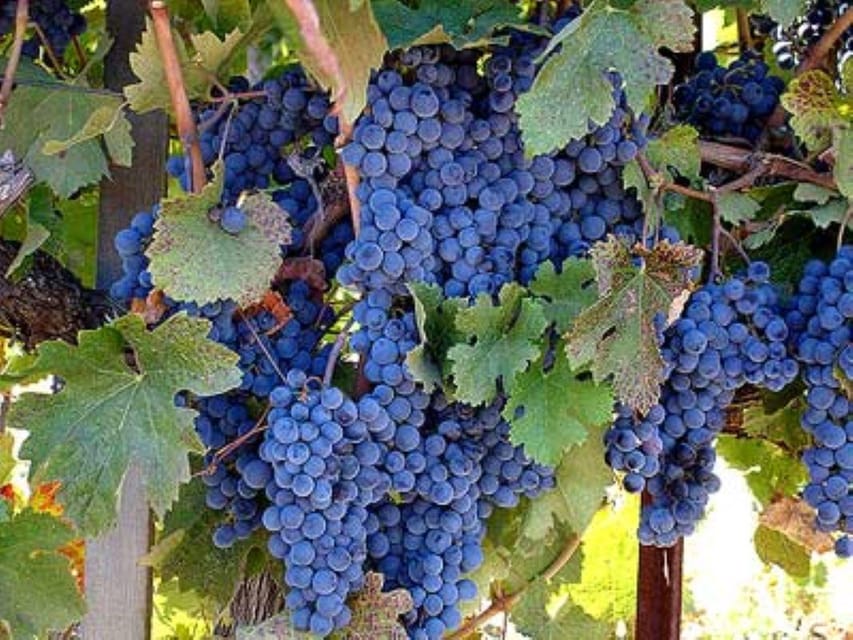 San Francisco: MacRostie Winery and Vineyard Wine Tour image 1