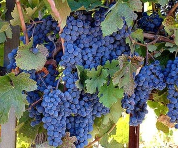 De Napa: Tour particular de vinhos em Sonoma com degustações
