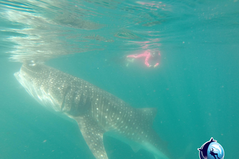 Whale Shark Experience