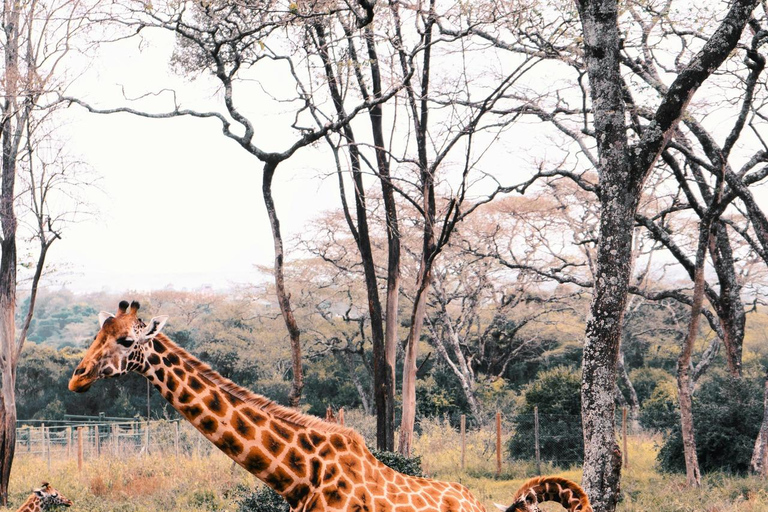 Nairobi National Park, Elephant Orphanage,& Giraffe Day Trip