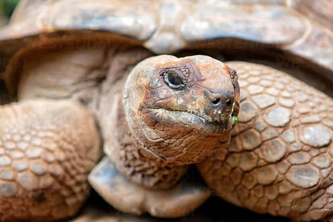 Sea Turtles Cave Conservation swimming & Prison Island Tour SEA TURTLES AND PRISON ISLAND
