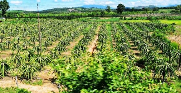 Mui Ne Full-Day Adventure From Ho Chi Minh City