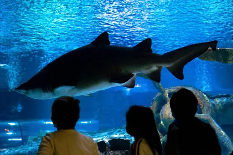 From Alanya, Side:Aquarium Adventure with Transfer & Ticket