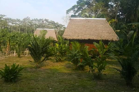 Excursión de 4 días a la selva del Manu desde Cusco