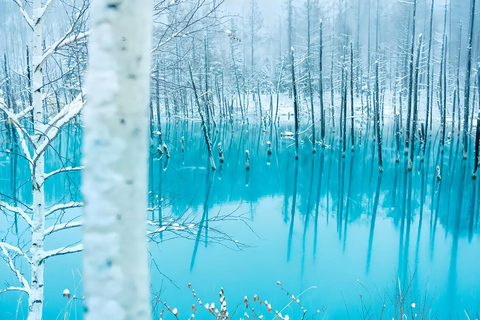 Asahiyama Adventure: Zoo+Waterfalls & Blue Pond Day Tour Meet at Exit 31 of Odori Park Subway Station