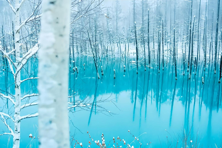 Asahiyama Adventure: Zoo+Waterfalls & Blue Pond Day Tour Meet at Exit 31 of Odori Park Subway Station