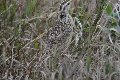 Denver: Crown Hill Park Birdwatching Tour with Lunch