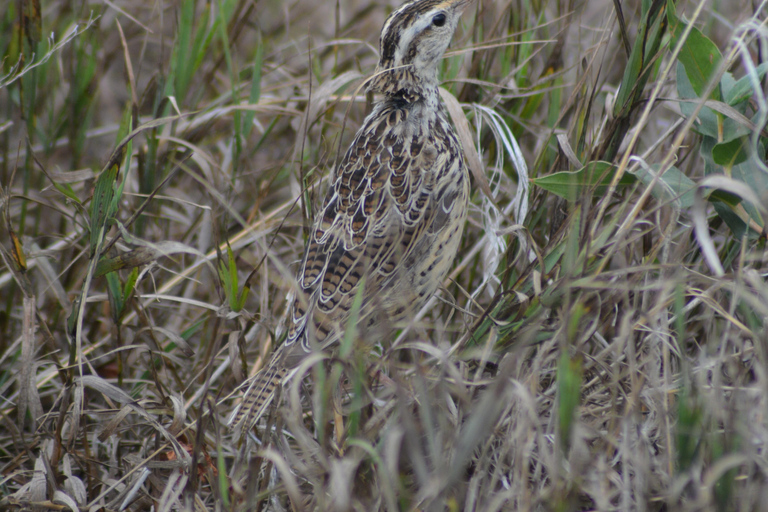 Denver: Crown Hill Park Birdwatching Tour with Lunch