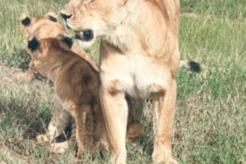 Nairobi:Tour PRIVADO al Parque Nacional, Elefante y Jirafa