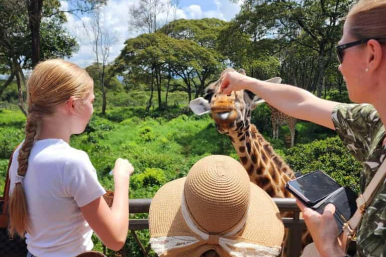 Nairobi: Giraffe Centre Visit and Giraffe Feeding Experience