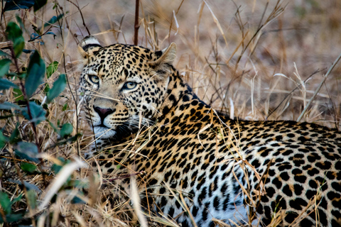 Jaipur: Amagarh Leopard Reserve Safari Private Tour