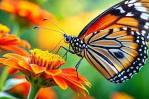 Zanzibar: Stone Town, Jozani Forest & Butterfly Centre Tour This option, Pickup From Stone Town Hotels