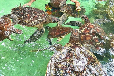 Swim with turtles at Salaam cave & The rock restaurant visit