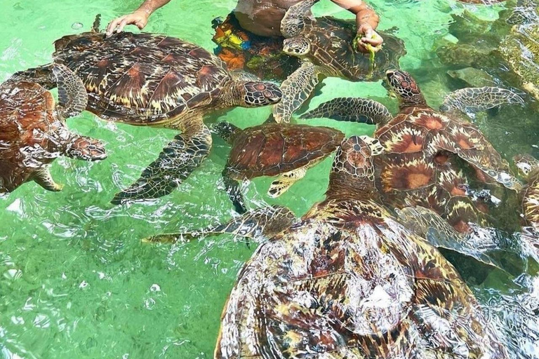 Baño con tortugas en la cueva de Salaam y visita al restaurante The rock