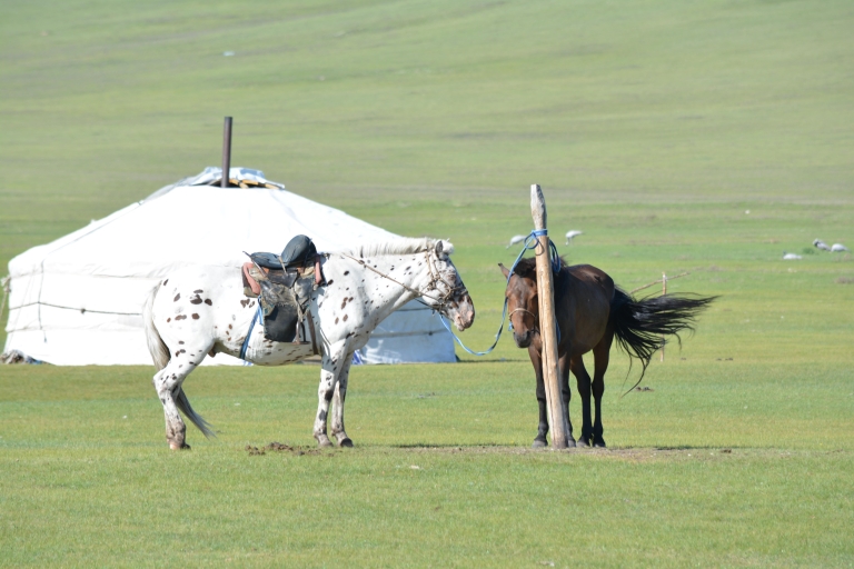 Mongolië: 11-daagse rondreis met Gobiwoestijn en Naadam Festival