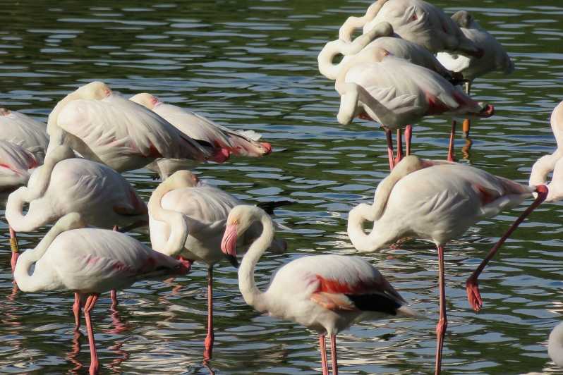 From Seville: Doñana National Park Tour