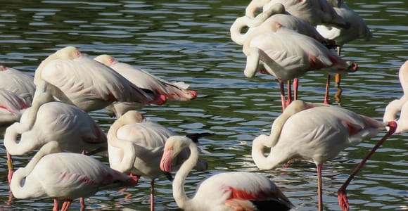 Von Sevilla aus: Tagestour zum Doñana-Nationalpark