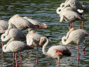 Fra Sevilla: Dagstur til Doñana nasjonalpark