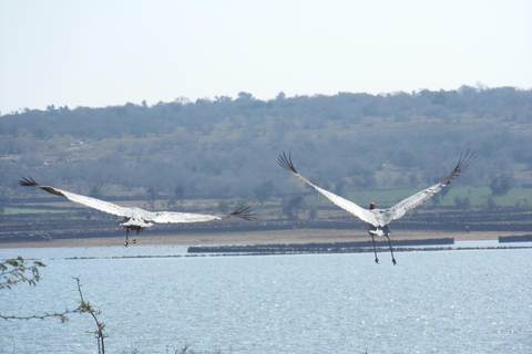 Spot Tigers and other wild of Ranthambore on a Day-Same Tour Ranthambore day trip with local guide full day + naturalist