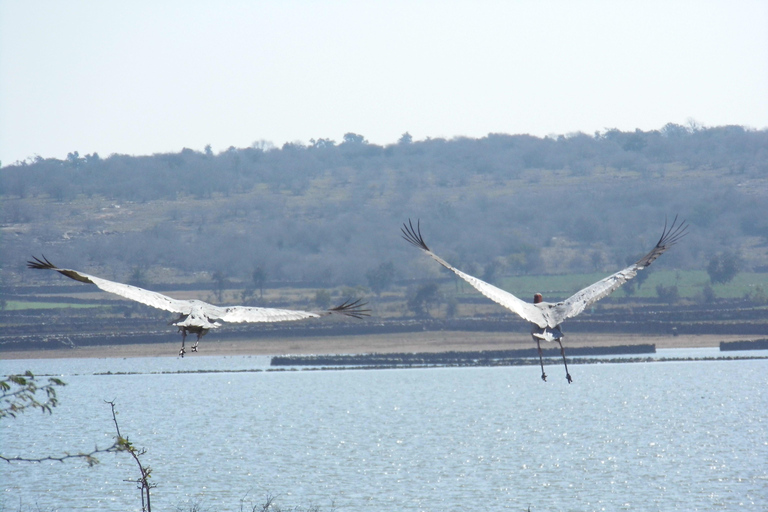 Spot Tigers and other wild of Ranthambore on a Day-Same Tour Ranthambore day trip with local guide full day + naturalist