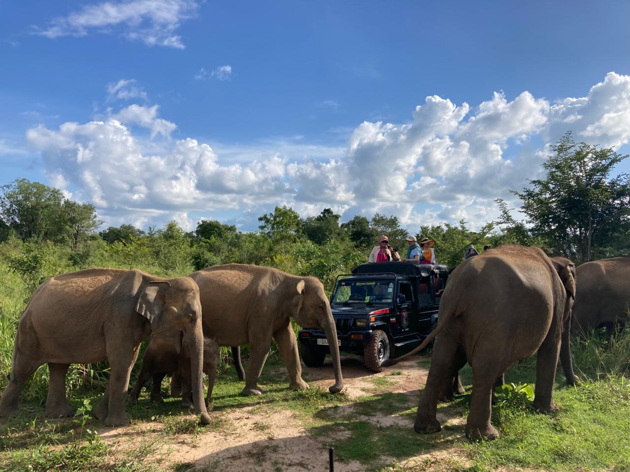 Von Dambulla aus: Minneriya National Park wilde Jeep Safari