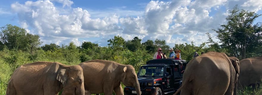 Depuis Dambulla : Safari en Jeep sauvage dans le parc national de Minneriya