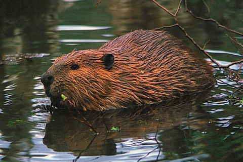 Ushuaia: Adventure and Fueguina Fauna with Animal Encounter of Your Choice Ushuaia: Adventure and Fueguina Fauna with Animal Encounter - Huskie Walk-