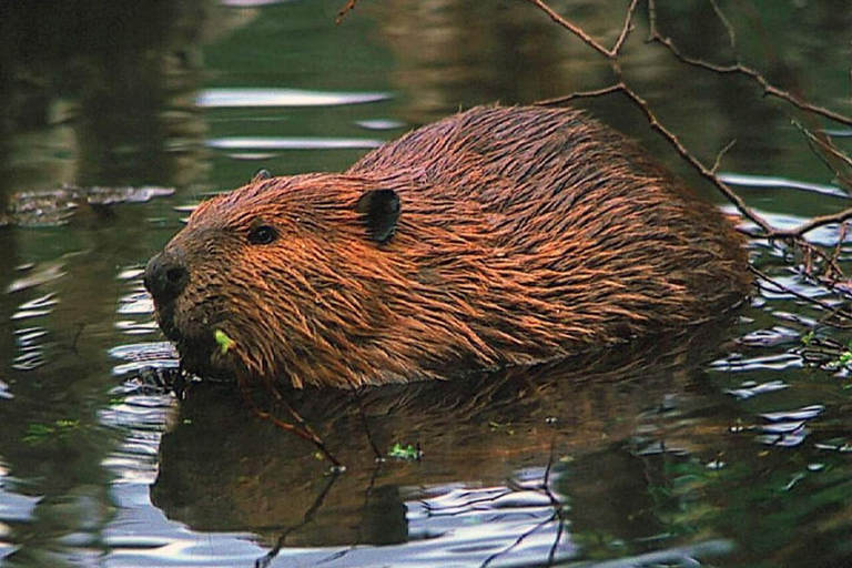 Ushuaia: Adventure and Fueguina Fauna with Animal Encounter of Your Choice Ushuaia: Adventure and Fueguina Fauna with Animal Encounter - Huskie Walk-