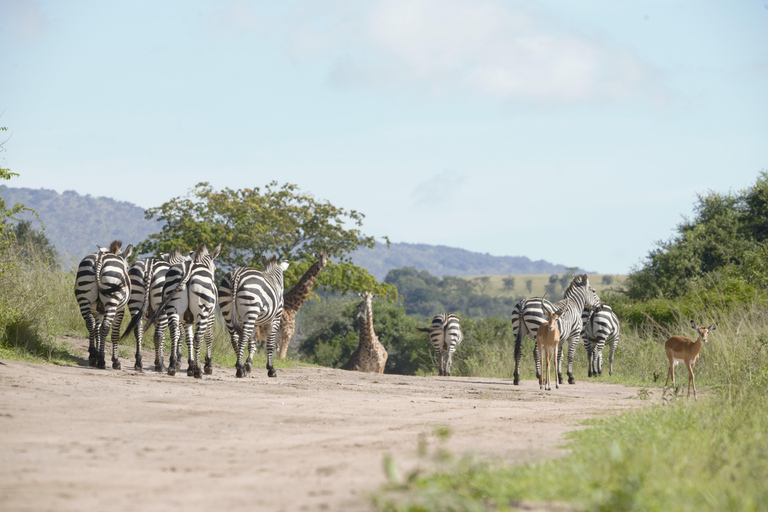 Uganda: 4-Day Gorilla Trekking and Wildlife Safari