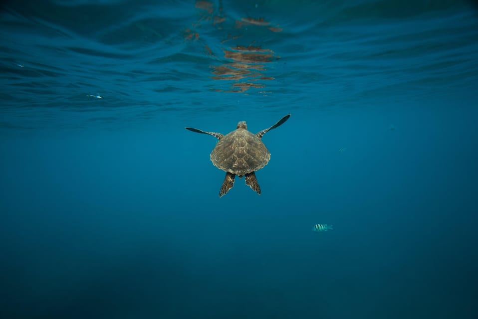 Lahaina, Turtle Town Snorkeling Trip with Photo and Video - Housity