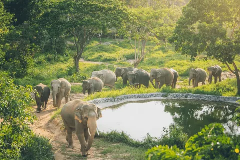 Koh Samui: Elephant Kingdom Sanctuary Half-Day Tour