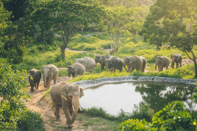 Visit Koh Samui Elephant Kingdom Sanctuary Half-Day Tour in Ko Samui